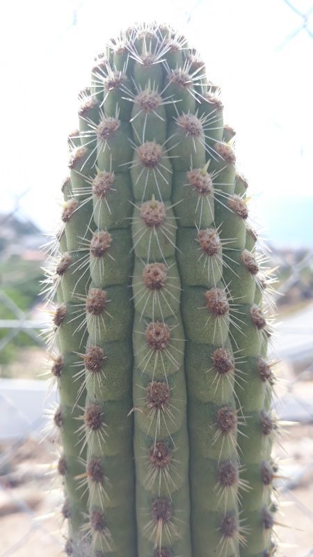A photo of Haageocereus acranthus