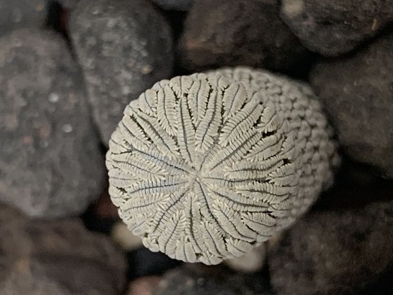 Una foto de Pelecyphora aselliformis