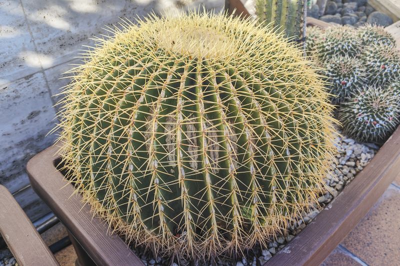 Una foto de Echinocactus grusonii