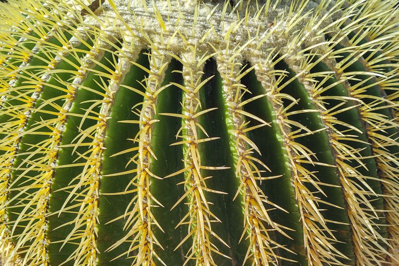 Una foto de Echinocactus grusonii