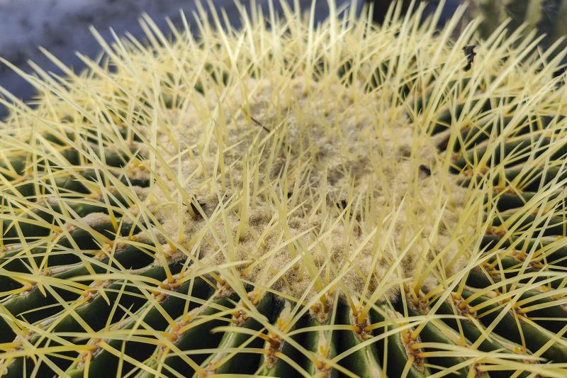 Una foto de Echinocactus grusonii