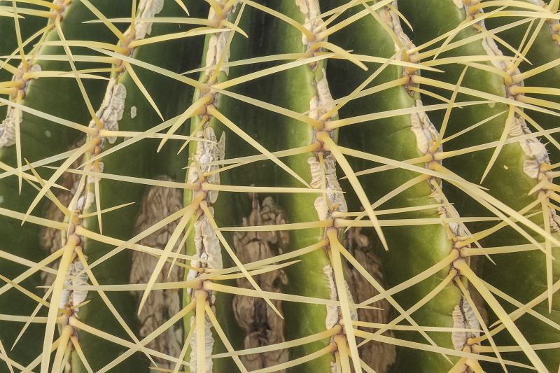 Una foto de Echinocactus grusonii