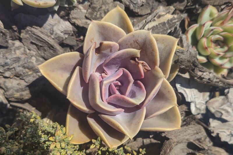 Foto de un cactus que se está identificando actualmente