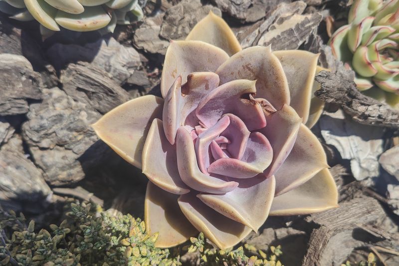 Foto de un cactus que se está identificando actualmente