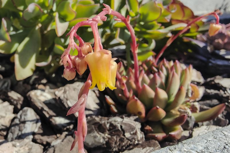 A photo of Echeveria agavoides 