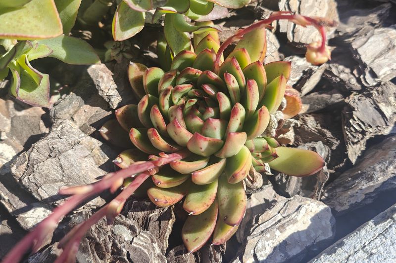 A photo of Echeveria agavoides 