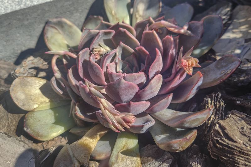 Foto de un cactus que se está identificando actualmente