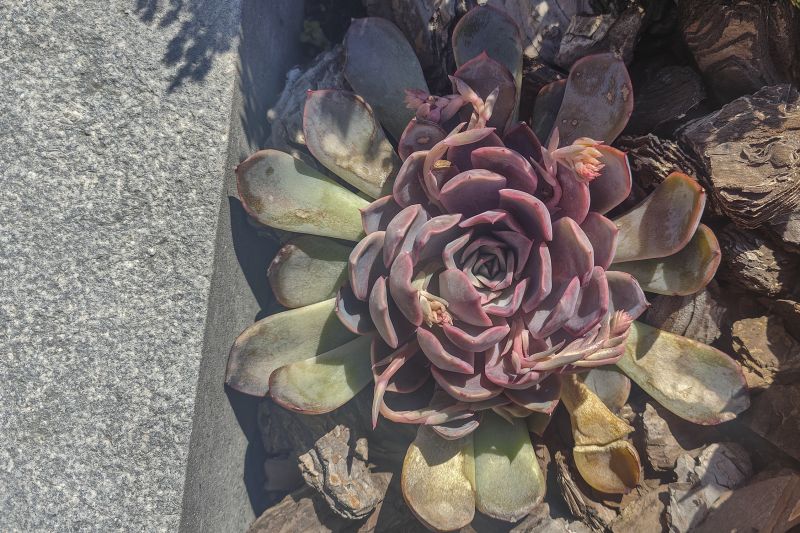 Foto de un cactus que se está identificando actualmente