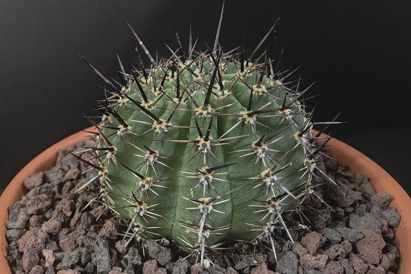 Foto de un cactus que se está identificando actualmente