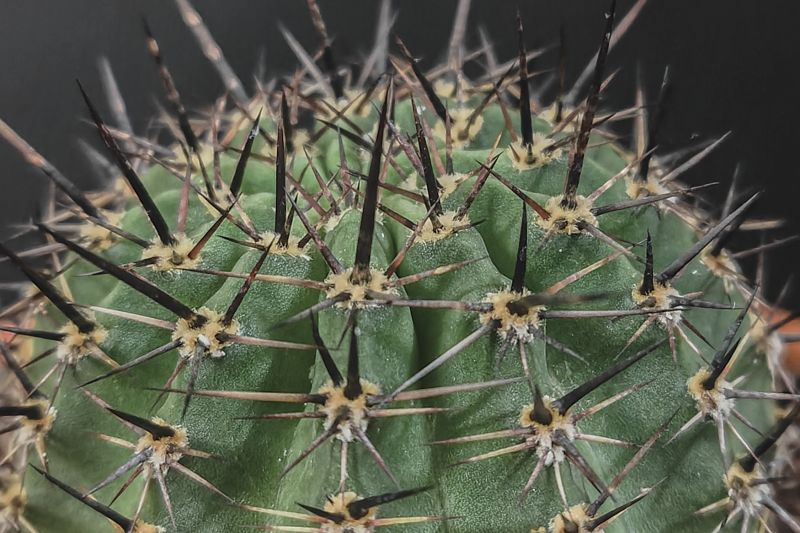 Foto de un cactus que se está identificando actualmente
