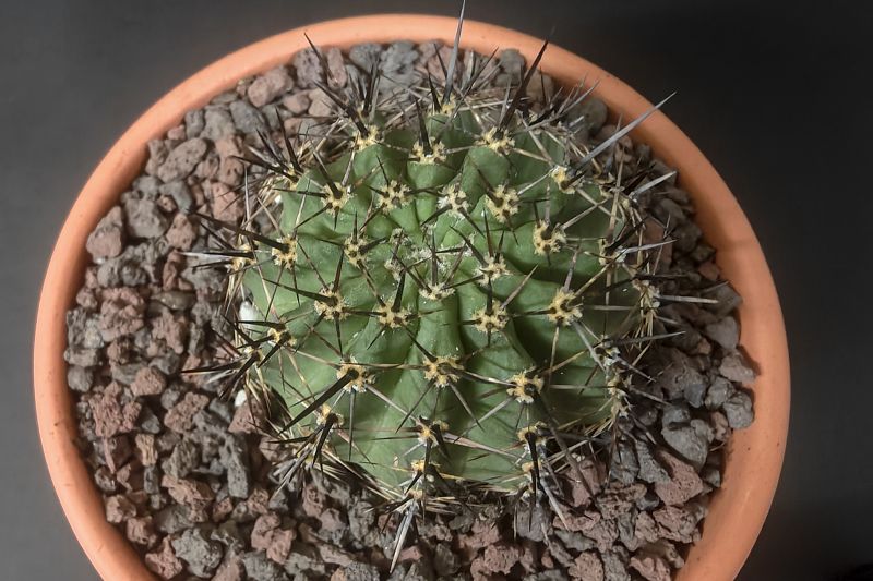 Foto de un cactus que se está identificando actualmente