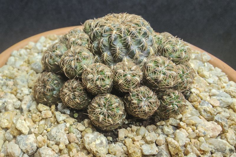 Una foto de Sulcorebutia steinbachii