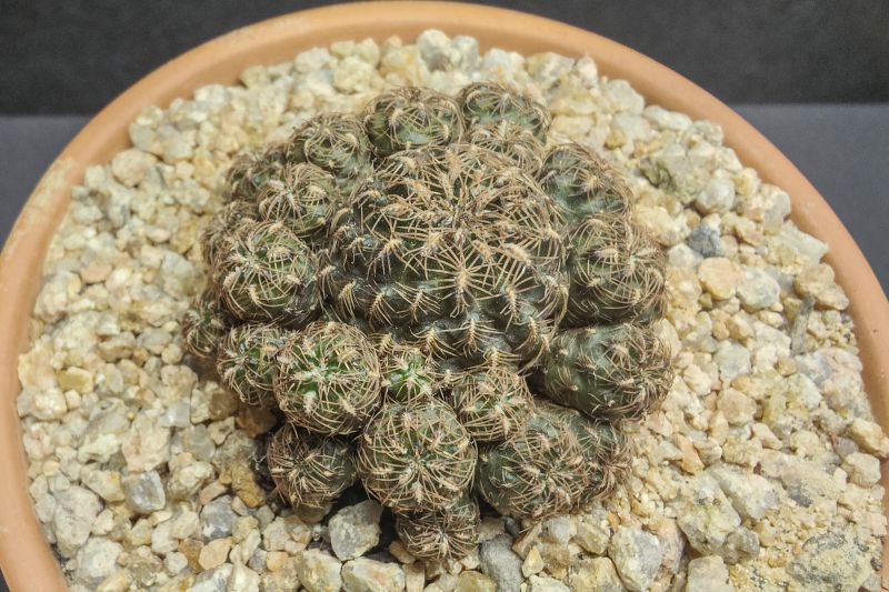 Una foto de Sulcorebutia steinbachii