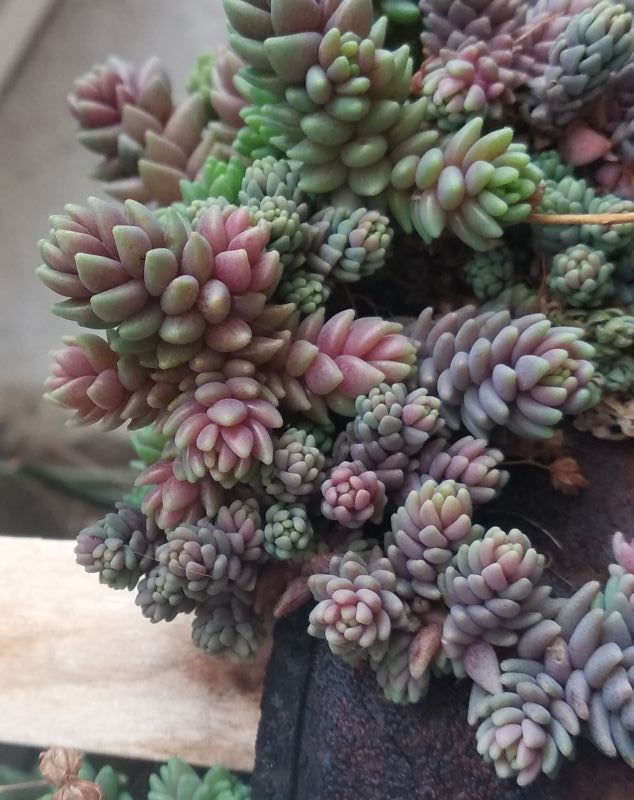 A photo of Sedum dasyphyllum subsp. granatense
