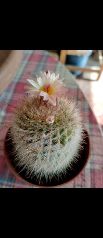 Foto de un cactus que se está identificando actualmente
