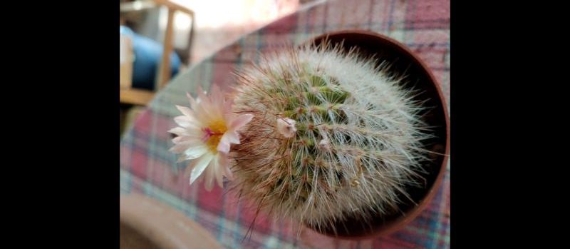 Photo of a cactus currently being identified