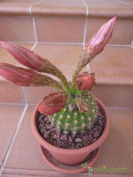 Una foto de Echinopsis mamillosa