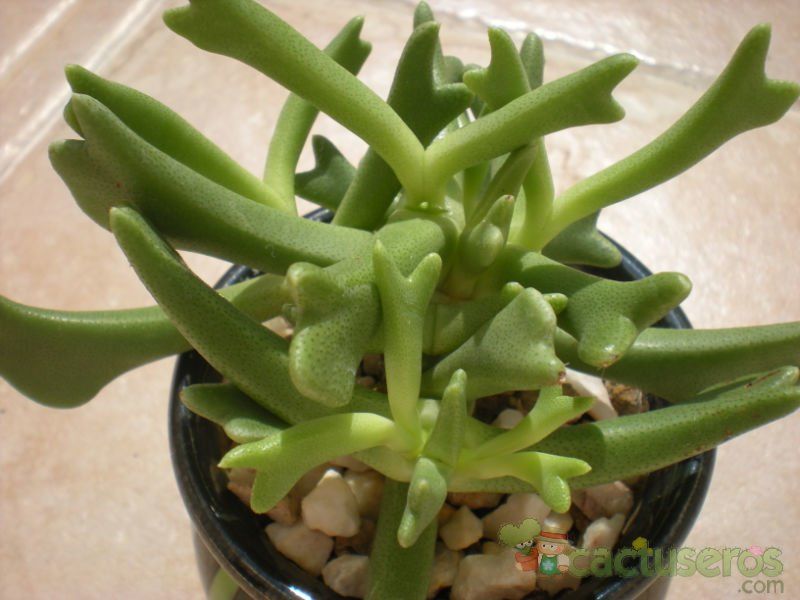 A photo of Rhombophyllum dolabriforme