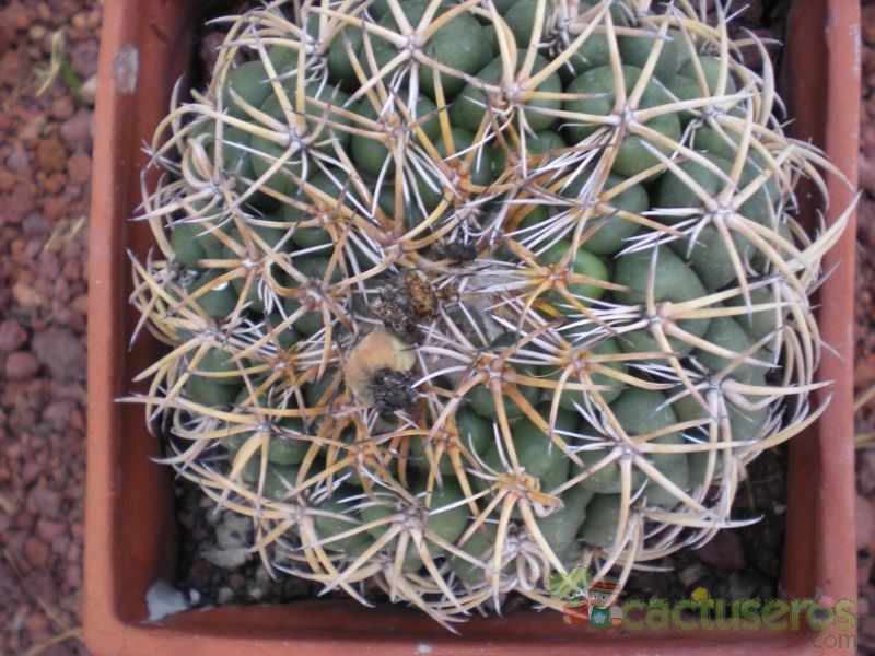 A photo of Coryphantha elephantidens