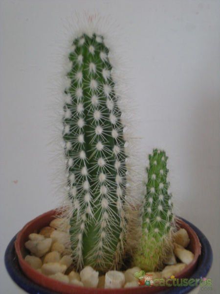 A photo of Echinocereus nivosus