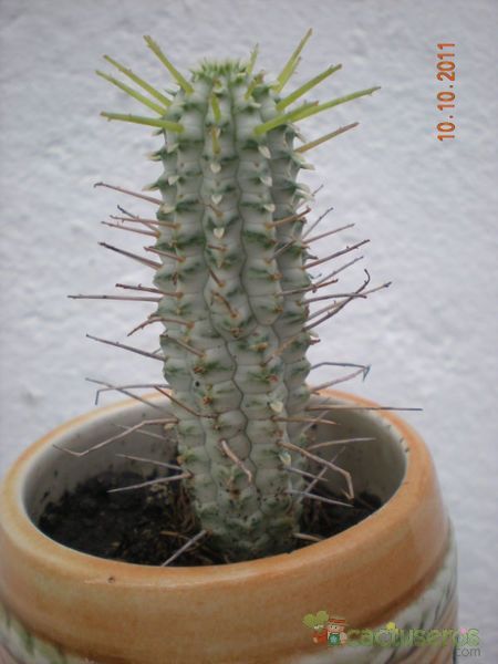 A photo of Euphorbia mammillaris fma. variegada