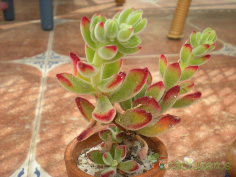 Una foto de Echeveria pulvinata