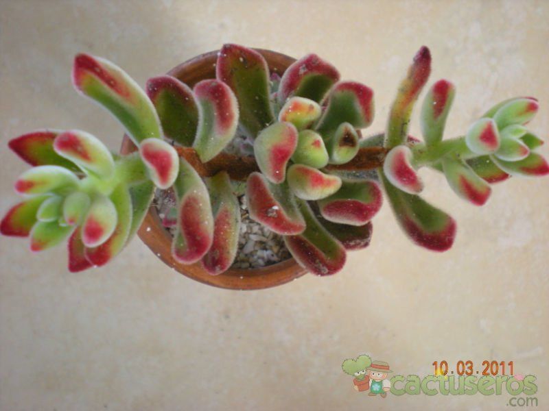 Una foto de Echeveria pulvinata