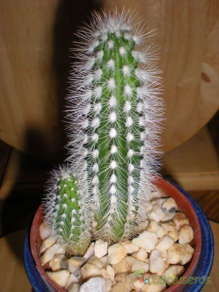 A photo of Echinocereus nivosus