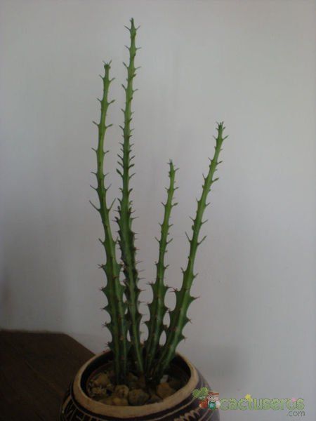 A photo of Euphorbia knuthii