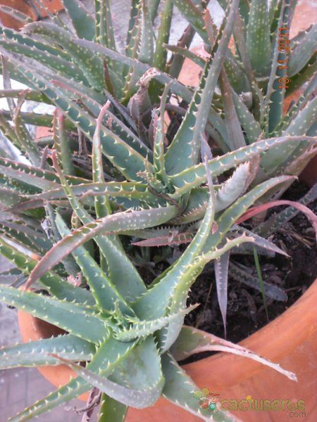 A photo of Aloe parvula