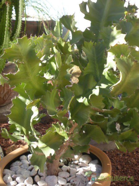 Una foto de Euphorbia bougheyi