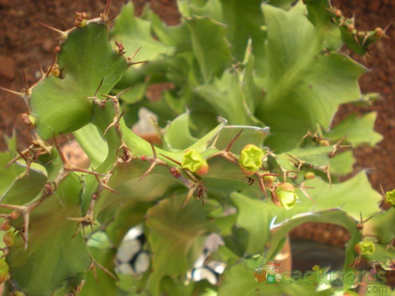Una foto de Euphorbia bougheyi