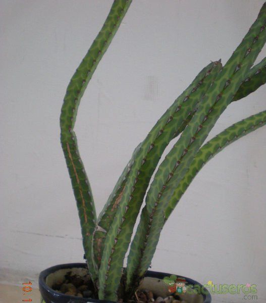 A photo of Euphorbia heterochroma