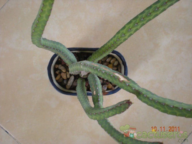 A photo of Euphorbia heterochroma