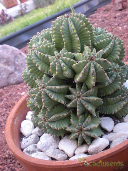 A photo of Euphorbia anoplia