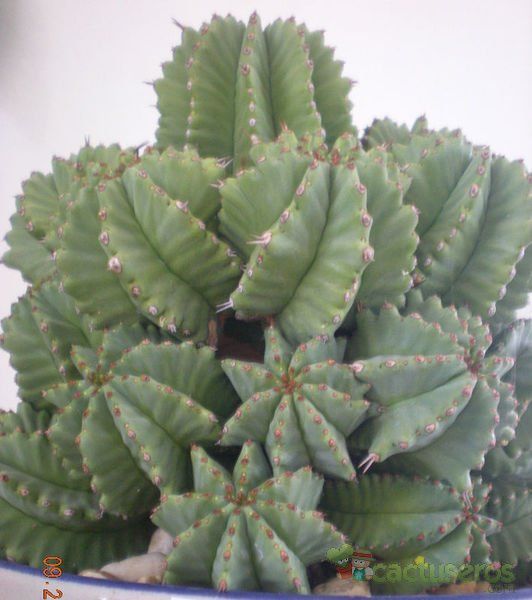 A photo of Euphorbia anoplia