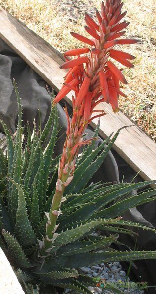 Una foto de Aloe parvula