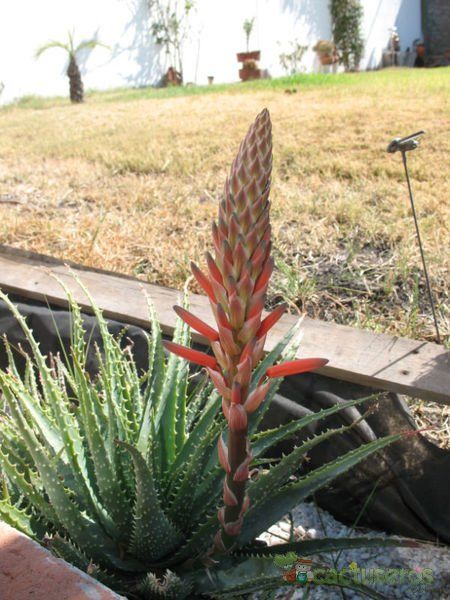 Una foto de Aloe parvula