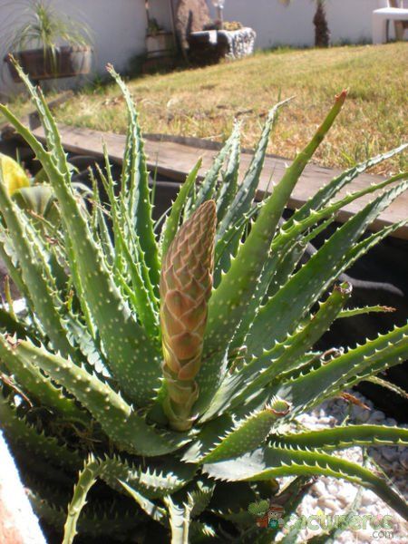 Una foto de Aloe parvula