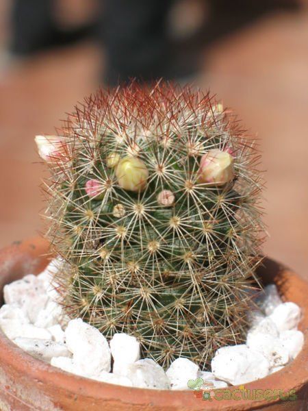 A photo of Mammillaria multihamata