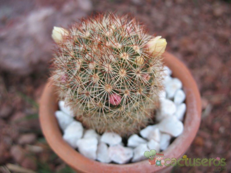A photo of Mammillaria multihamata