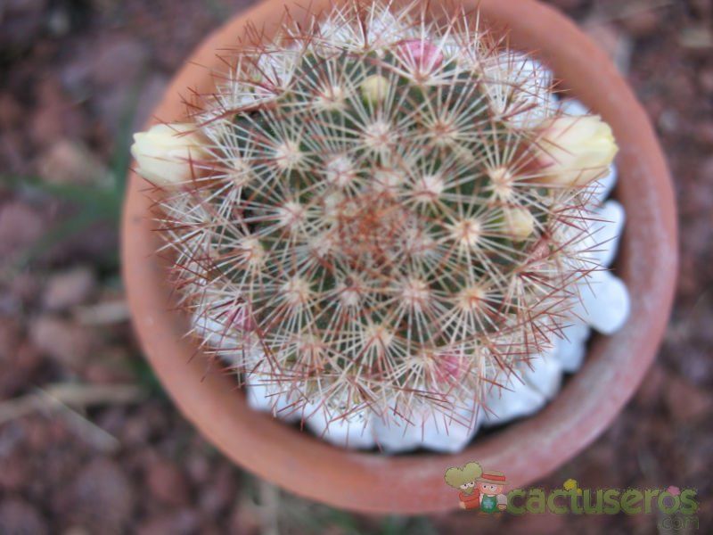 A photo of Mammillaria multihamata