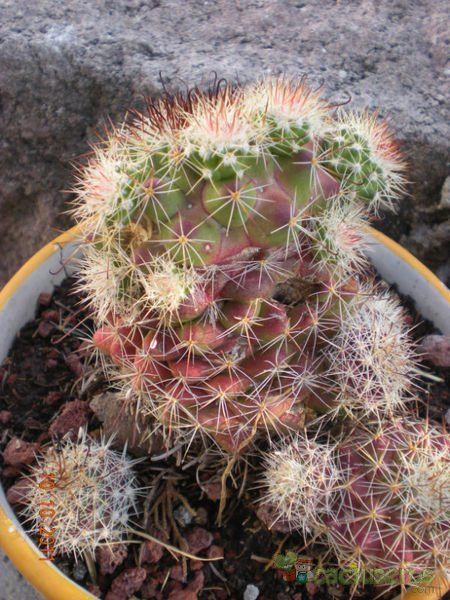 A photo of Mammillaria beneckei