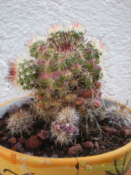 A photo of Mammillaria beneckei