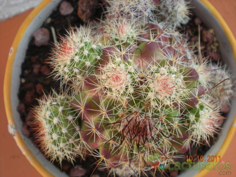 A photo of Mammillaria beneckei