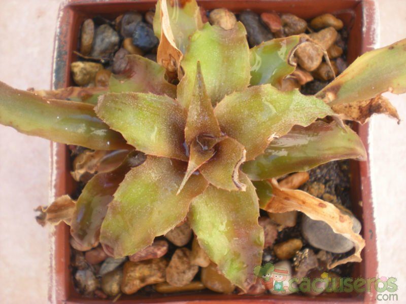 Una foto de Cryptanthus acaulis