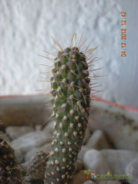 Una foto de Cylindropuntia fulgida fma. monstruosa
