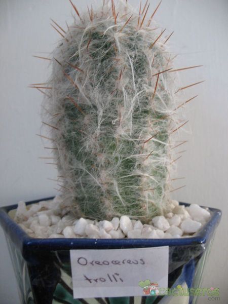 A photo of Oreocereus trollii