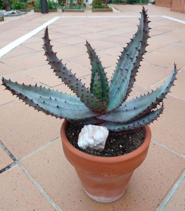 Photo of a cactus currently being identified