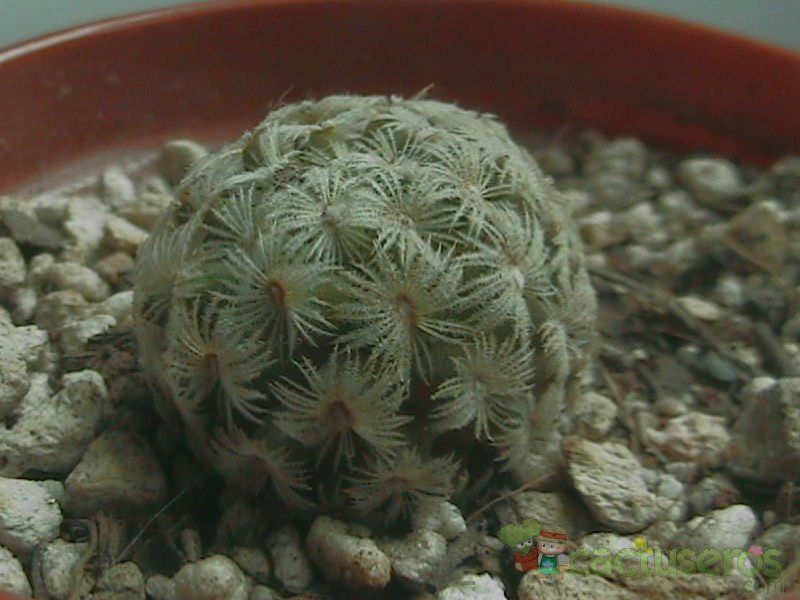 A photo of Mammillaria nana
